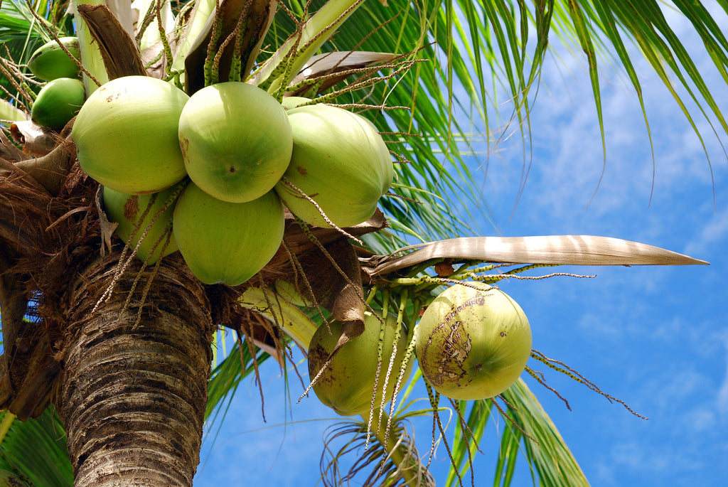 Top 5 Benefits of Coconut Water